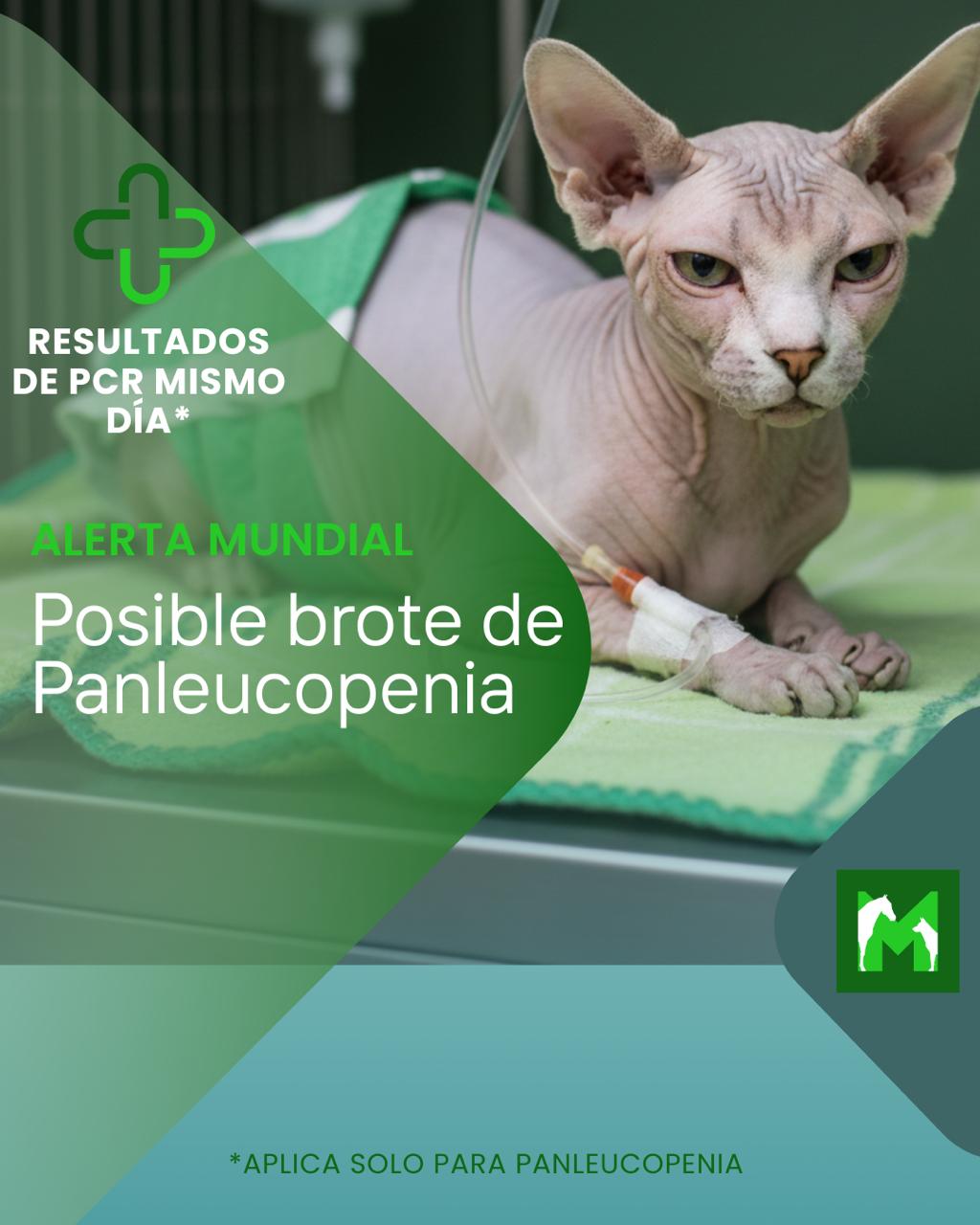 Posible brote de Panleucopenia